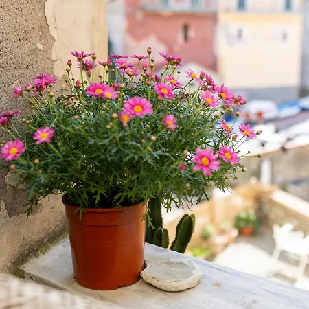 Tellaro, Terra-tetto La Marina Tellaro